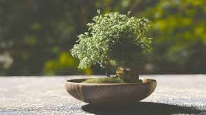 Bonsai plants for home indoor live banyan tree,live banyan tree of bonsai plants for home indoor, Kamini Bonsai (Pack of 1 with pot) (B0CPJGSTZS) Amazon Price History, Amazon Price Tracker