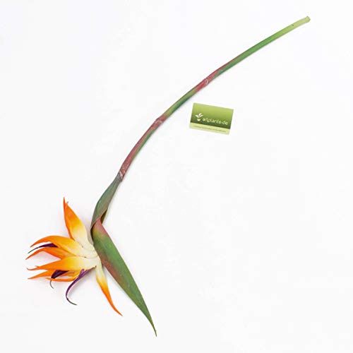 Artplants.de Strelitzia Decorativa, Arancione