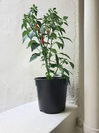 PlantaZee Green Chilli (Hari Mirch) live plant (B0CTQPM8SD) Amazon Price History, Amazon Price Tracker