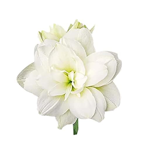 Marquise Double White Amaryllis Bulb – Large...