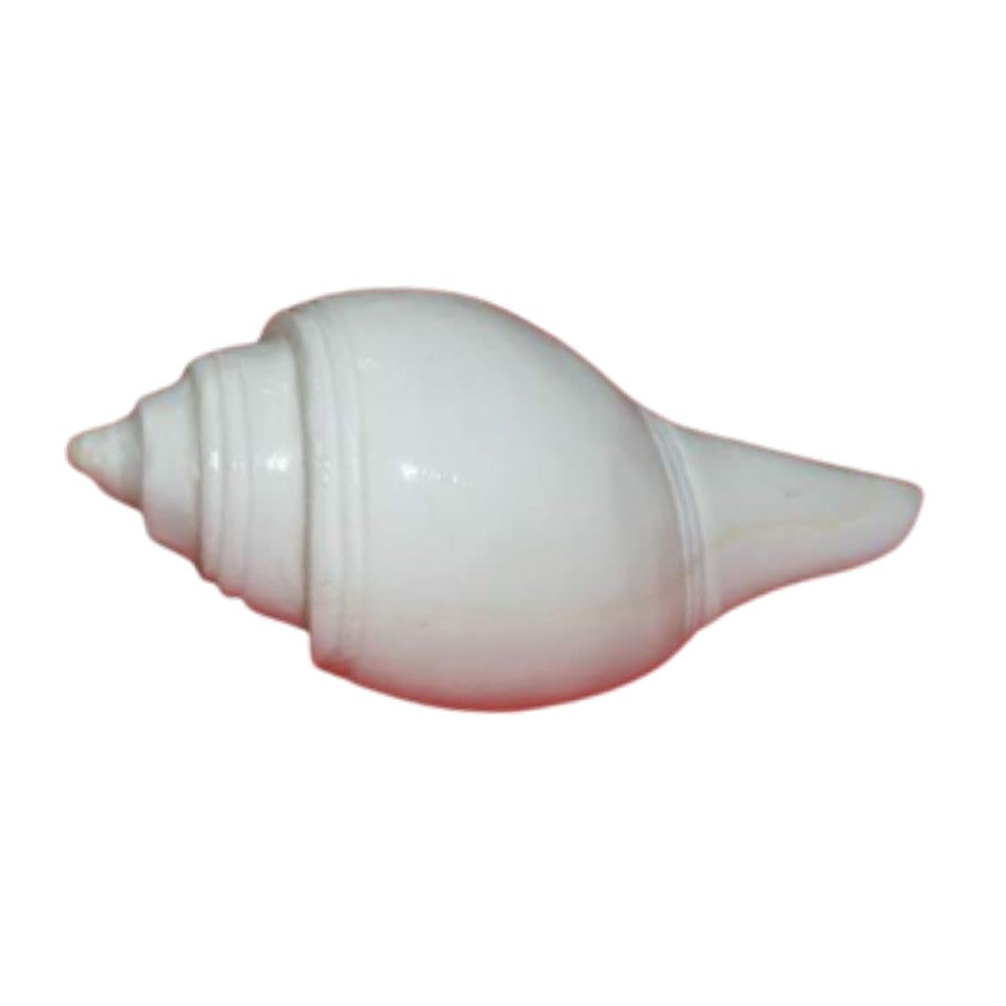 Indian Collectible Puja Jal Shankh | Original Muschel, Pooja Jal Shankha | 8,9 cm (1 Stück)