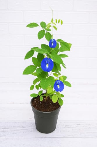Amit Plant Cafe Aparajita Plant/Koyal Bel Live Climber for Home Garden Balcony Outdoor | Easy to Grow | Blue Butterfly Pea Flower Plant