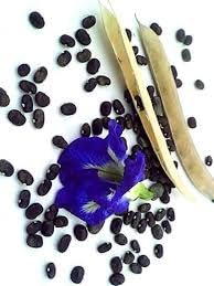 STK Aparajitha Seeds Dried | Clitoria ternatae | Butterfly Pea Flower Seeds | Blue Tea | Sangu Poo seeds (Pack of 10 Seeds) (B0D35XNG7C) Amazon Price History, Amazon Price Tracker