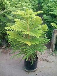 CosaCentrum Christmas Tree (X- Max Tree) Norfolk Island pine Healthy Decorative Plant (B0BG4VH88M) Amazon Price History, Amazon Price Tracker