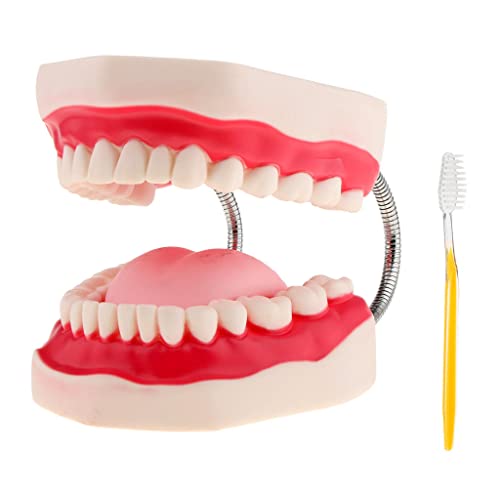 Modèle de dents de démonstration pour enseignement dentaire typodont d'étude anatomique - 6