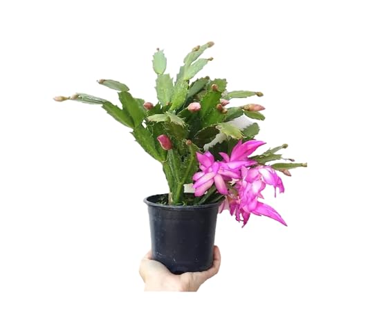 Cactus de Santa Claus Christmas Cactus Planta Natural