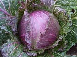Golden Hills Farm Vegetable Seeds | Red Cabbage 200-215 seeds (B09K4NYXTK) Amazon Price History, Amazon Price Tracker