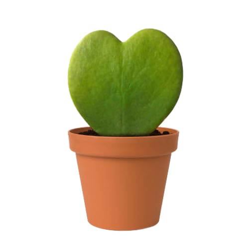 PHULWA Farms Hoya Heart Live Plants with Pot | Perfect Valentine Gift| Cute Plant | Succulent Plant | Gifting Plant | Indoor Plant | (B0CDRBCHMF) Amazon Price History, Amazon Price Tracker