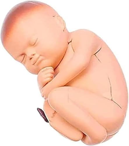 Modèle pelvis 4D pregnancy AMITD idéal pour expliquer la grossesse aux enfants - 8