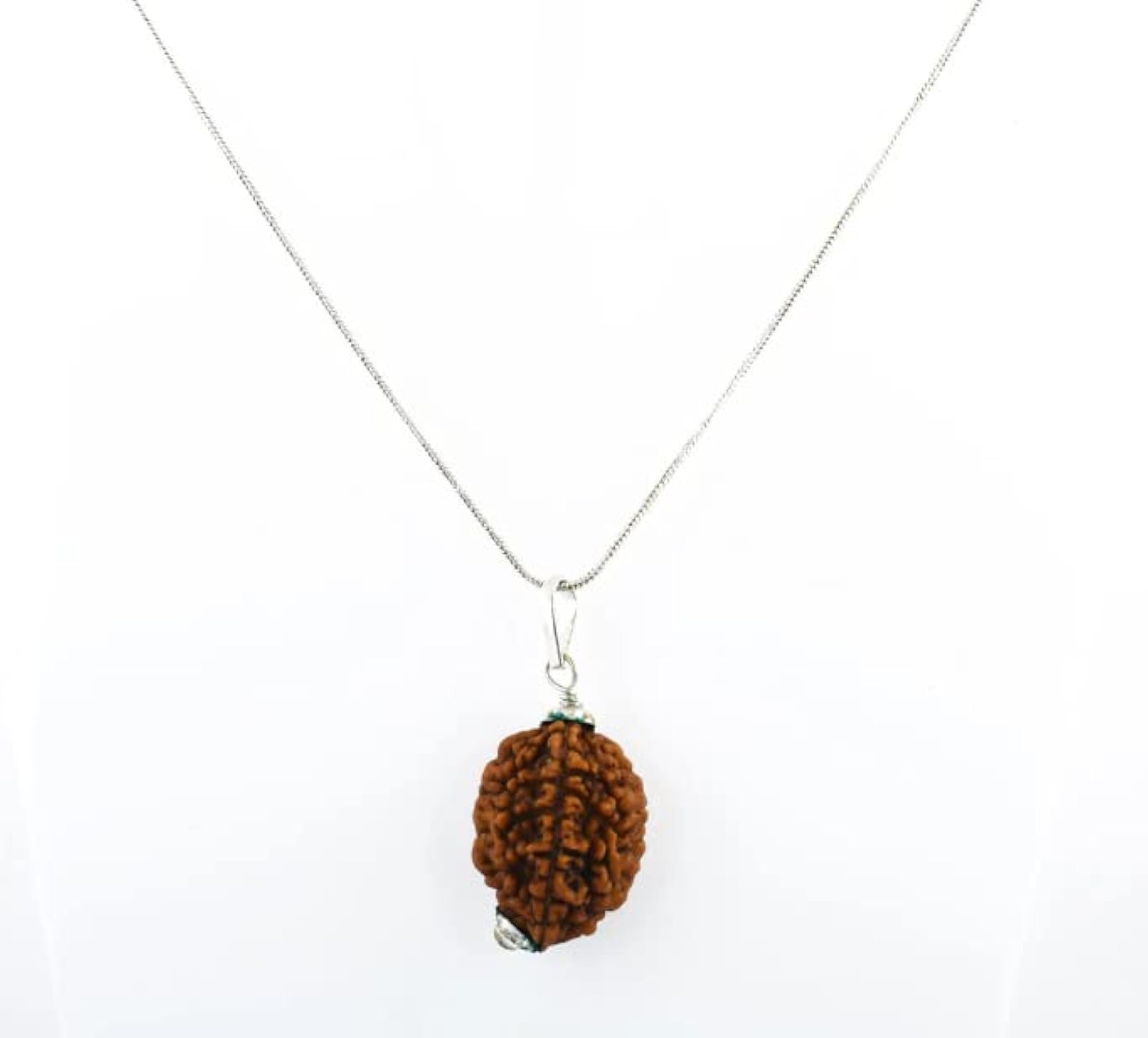 Do Mukhi Rudraksha Original Two Mukhi Rudraksha