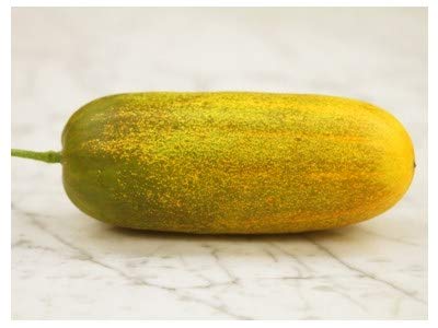 Creative Farmer Vegetable Seeds Vellarikkay Seeds - Yellow Cucumber Seeds Largest-Yielding Variety Ever Gardening Seeds Home Garden Seeds (B07N47SBKF) Amazon Price History, Amazon Price Tracker