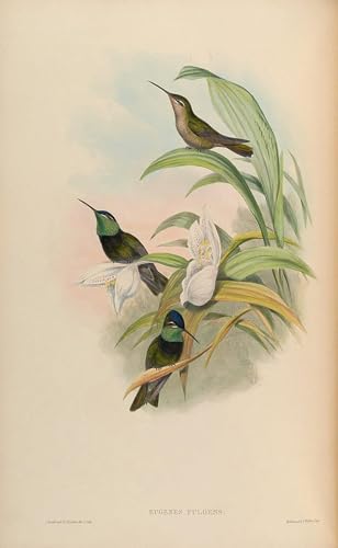 Tableaux paysage toile Eugenes Fulgens John Gould oiseau oisellerie