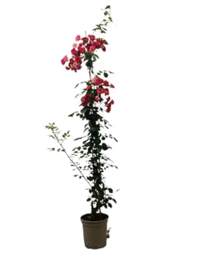 Planta natural Rosal Mini Valla Trepador, 60-70 cm. Enredadera con flores pequeñas y coloridas, ideal para decorar espacios. Segura Garden.