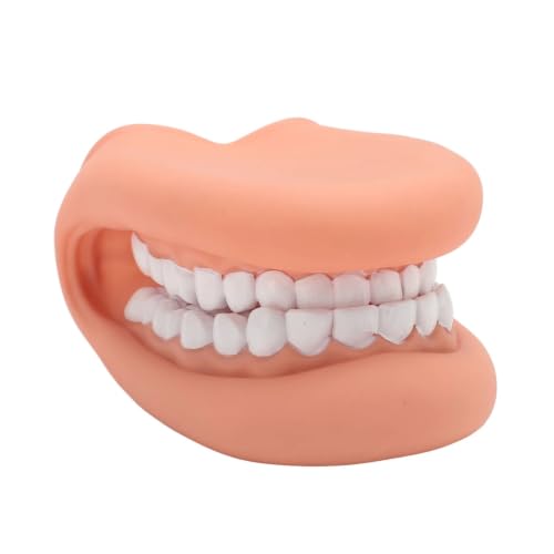 Modèle de démonstration d'orthophonie avec langue FonFou en silicone