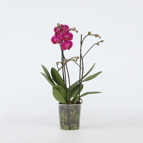 Plant in a Box - Phalaenopsis Multiflora - Orchidee Lila - Mottenorchidee - Blühende Zimmerpflanze - Katzenfreundlich - Topf 12cm - Höhe 35-45cm
