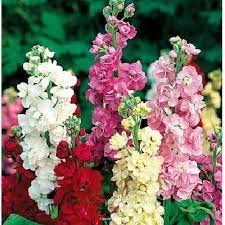 PLANTOGALLERY Flower Seeds | Stock Mix Color Flower Seeds For Home Gardening (80 seeds Pack) (B09BG2FLDY) Amazon Price History, Amazon Price Tracker