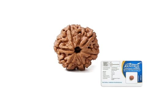 Image of GEMSMANTRA 6 Mukhi Rudraksha Bead Without Silver Pendant | Medium Size |Original Nepali | Natural and Lab Certified | Enhances Willpower, Confidence, Vitality, and Spiritual Growth For Men & Women