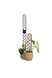 Rankhilfe für Kletterpflanzen erweiterbar - Kletterhilfe - Monstera - Efeutute - Philodendron (109, Schwarz)