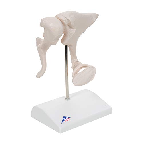 Image of 3B Scientific A101 Ossicle Model-BoneLike 20x Life Size - 3B Smart Anatomy