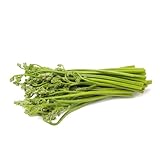 20 pcs Pteridium aquilinum samen deko wohnzimmer modern gemüsesamen balkonpflanzen winterhart bonsai samen kräutergarten küche ausgefallene geschenke exotische nachhaltige produkte