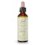Chestnut Bud 20ml