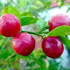 Generic Semillas frescas de fruta de limón rojo para plantar rosa oscuro 15 piezas