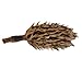 Carolina Milling Company Magnolia Seed Pods, 12 Pack for Bioactive Enclosures, Terrariums, Aquariums, Reptiles, Amphibians, Isopods