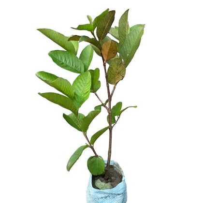 Image of Guava Shweta Amrud Delicious Guava Plant - Pack of One,CF SG32