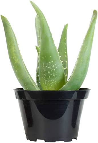 Aloe Vera Easy Care Succulent Live Plant, 6" Pot, Indoor Air Purifier Healthy Medicinal Plant With Nursery Pot (Pack of 1)-image-0