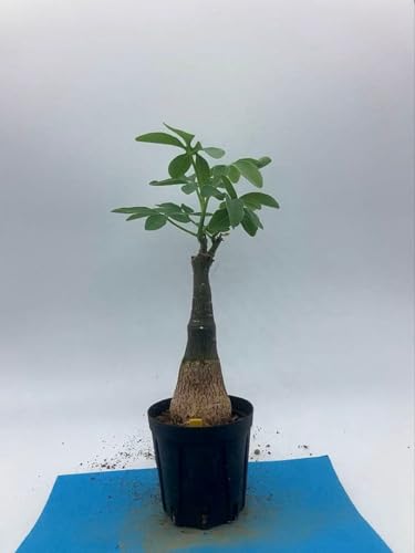 観葉植物 アデニア グラウカ」の人気商品一覧 | 安い商品を通販サイト