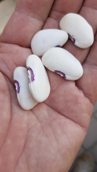 Bean Lima VALENSIANO - GARROFON-