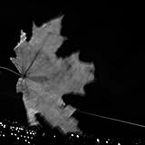 Open Air Cinema (That View from the Woods)