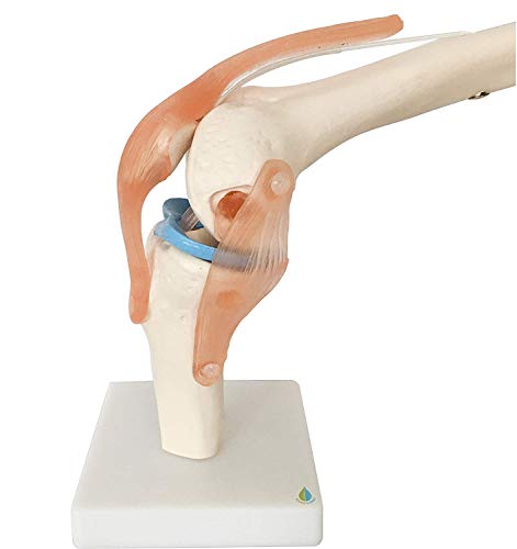 Squelette anatomique pour homme taille réelle modèle d'étude médical de 180 cm