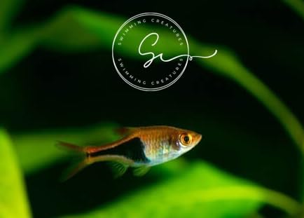 Swimming Creatures School of 6 Harlequin Rasboras Freshwater Aqua...