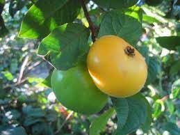 VENUS-ONLINE Araza Boi (Eugenia Stipitata) Medicinal Plant- 2 Healthy live plants