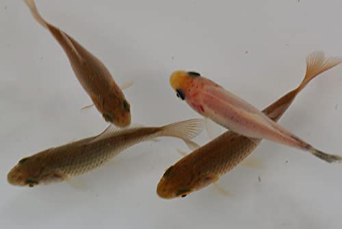 Amazon | ☆国産金魚☆ 墨和金 当歳 1匹 全長約4～5cm (生体0906-3