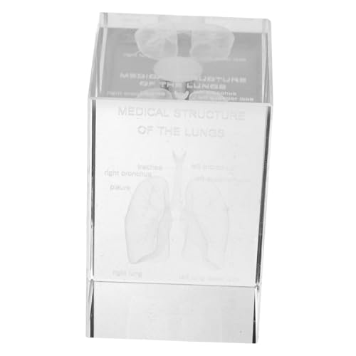 Cabilock Crystal Lung Anatomical Model 3d Human Anatomy Decor Medical Tool Realistic Structure for Education