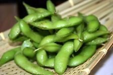 Seeds of the bean, Edamame, edible soy, 25 non -tested non -GMO seed organic