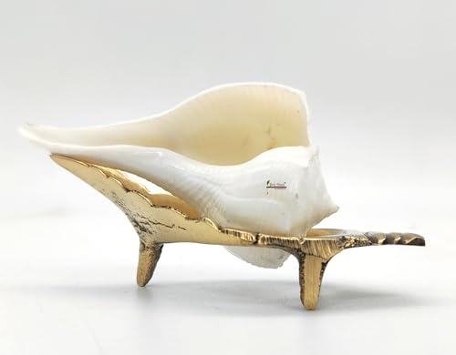 BRIJ HAAT Dakshinavarti Right Handed Conch Shell, Valampuri Shankh for Hindu Puja, Religious Worship (Non-Blowing) (3 Inch)