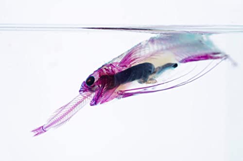 Image of DIY Transparent Specimen Kit, Fish