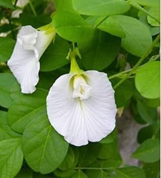 Image of Butterfly Pea Mixed Color Flower Seeds, 35 Count, Double and Single Petals, Medicinal Climbing Vine for Outdoor Garden, Shankhpushpi Hybrid Seeds with Blue, Red, Pink, Yellow Blooms. NLH 9