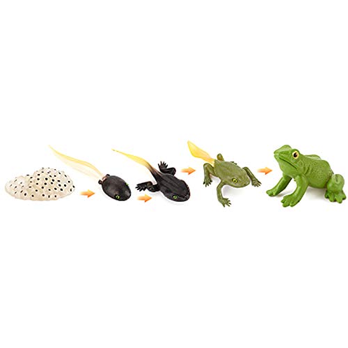 Tadpole Frog Kit Frog Life Cycle Toys Plastic Grow Frogs Fake Frog Figure Frog Toy Toddler Frogs Kids Learning Educational Aids Teaching Toys Set Of 5 #TOP3