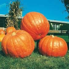 Arlo 50Kg Yields Huge Hybrid Pumpkin Seeds Imported High Growing Giant Vegetable Seed 20 Seeds Pack (B07G537KC6) Amazon Price History, Amazon Price Tracker
