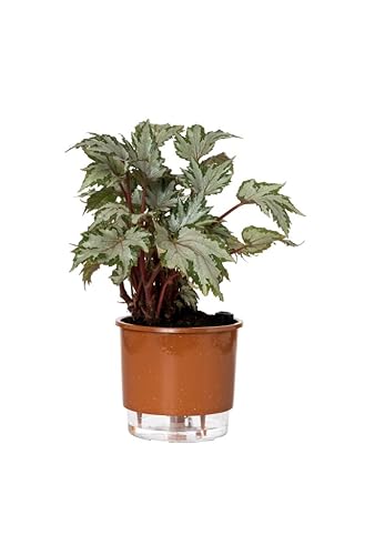 Vaso Autoirrigável Médio N03 16cm x 14cm - Terrazzo Terracota