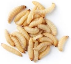 DBDPet Live Waxworms for Feeding Reptiles, Fishing, Birds, and Chickens (1000)