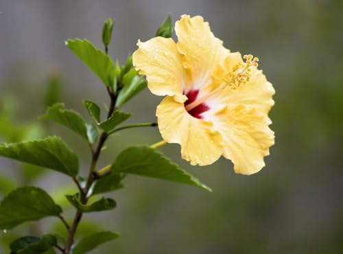 wüstenrosen dünger Wüstenrosen Dünger von Flora Boost für optimales Wachstum
