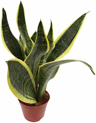 Sansevieria DECOALIVE Planta Serpiente, Planta Espada o Lengua de...