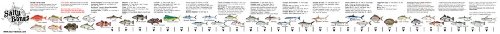 Salty Bones FS50 Ruler Fish Stick Boat, Stkr w/Florida Regs