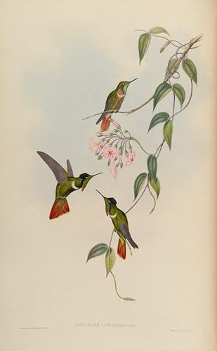 Póster en lienzo de 60x90cm con ilustraciones clásicas de John Gould para el salón