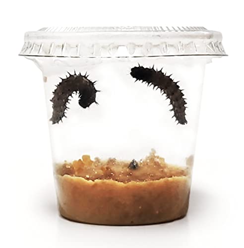 Nature Gift Store 2 Live Caterpillars With Mini Terrarium Shipped Now: Butterfly Kit Refill Plus Bundle #TOP4